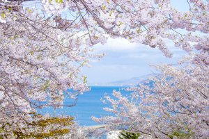 sakura