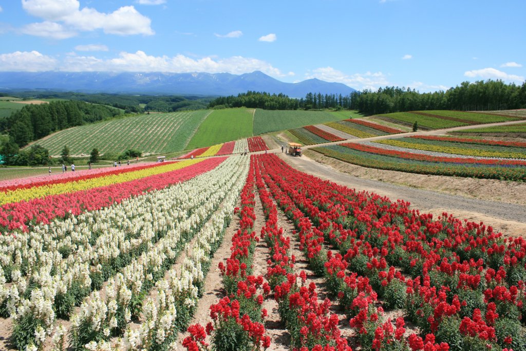 夏におすすめ 札幌発 洞爺湖行き 花めぐりの優しい時間旅行 リゾ トーヤ