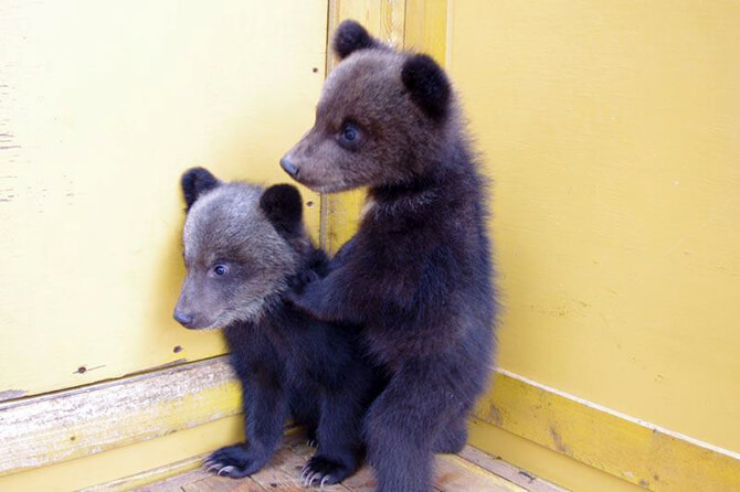 http://kumakuma.co.jp/[写真素材]