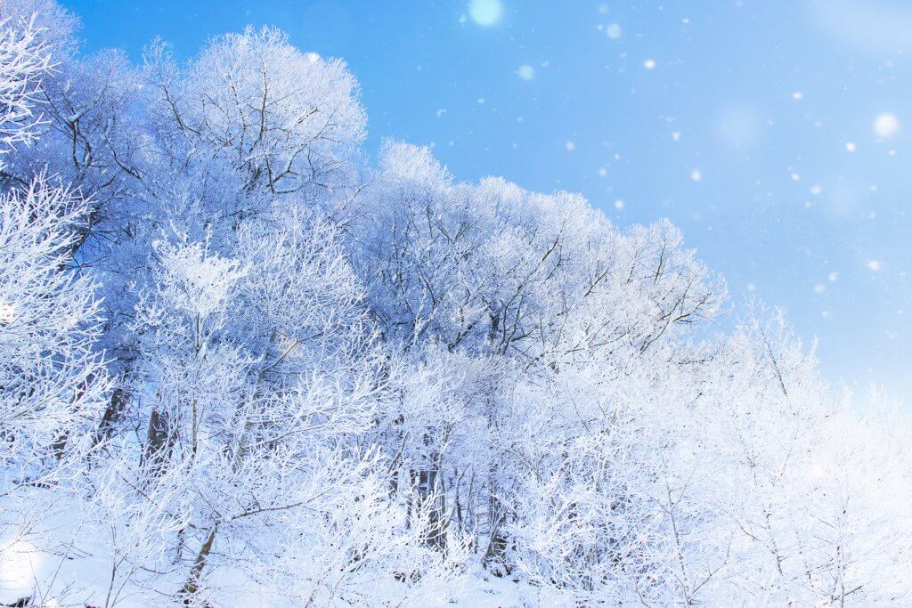 パウダースノーを愛するスキーヤーを応援