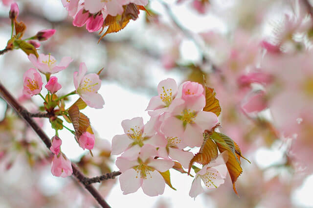 hokkaidosakura