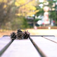 22626345_MotionElements_pinecone-and-park-vimage-a-0122